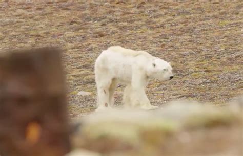 This Starving Polar Bear Gives A Terrifying Glimpse Of What Climate