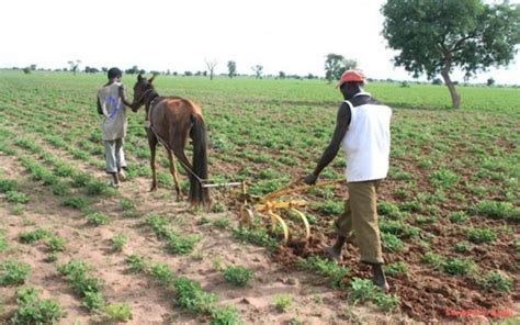 Agriculture Vivrière Le Sénégal Enregistre Une Baisse Des Productions