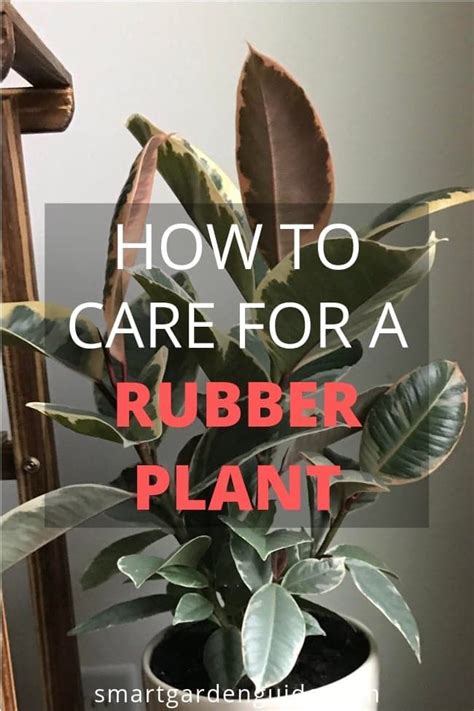 How To Care For A Rubber Plant Ficus Elastica Smart Garden Guide In