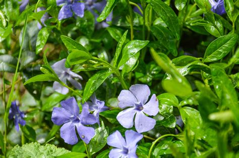 Plant Guide Periwinkle