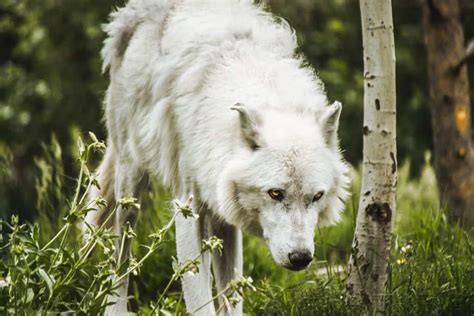 Historias De Lobos Conoce Todos Los Mitos Y Leyendas De Lobos