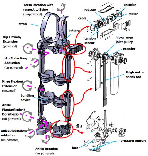 Exoskeleton Mechanical Structure And Distribution Of Degrees Of Freedom