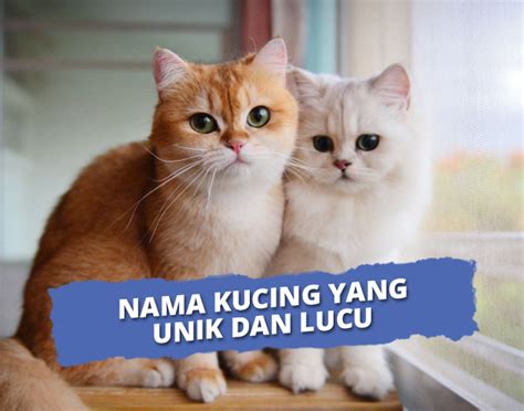 Nama Nama Kucing Jantan Dan Betina Yang Lucu And Unik