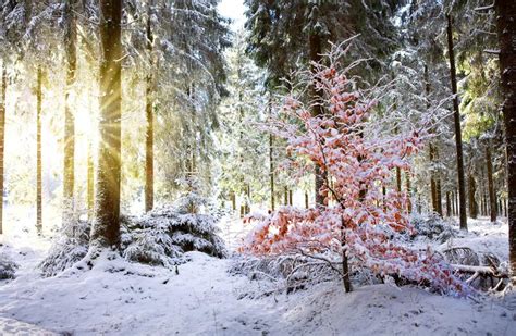 Sunset In Winter Forest Winter Landscape With Snow Covered Fir Trees