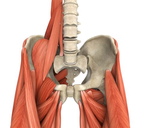 The muscle is crossed by three fibrous bands it is located in the lower abdomen in front of the rectus abdominis. Hip Flexors: Part 1::Chiropractor Brisbane CBD