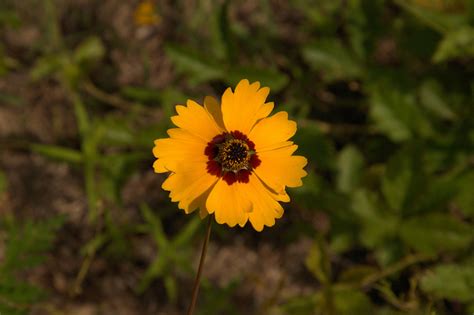 South Georgia Wildflowers And Native Plants Vanishing South Georgia