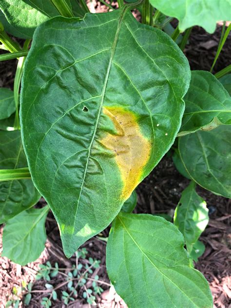 Discoloration On Leaf What Might This Be Hotpeppers