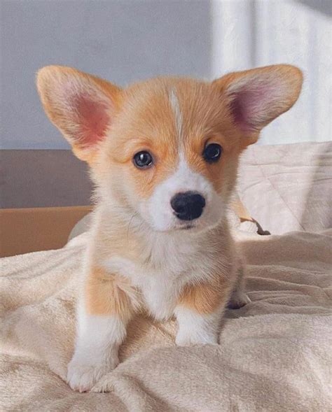 The unregulated breeders who are selling outside of. Corgi Puppies for sale | Flake Ads, Free Ads, United Kingdom