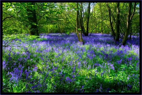 Oh For A Walk In The Bluebell Wood Woodland Plants Spanish