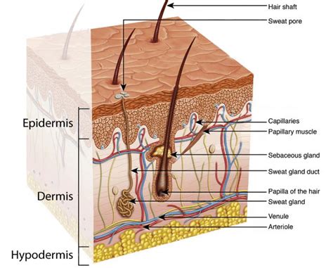 12 Schematic Structure Of The Skin 50 Download Scientific Diagram