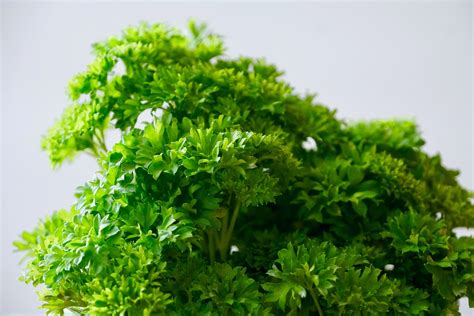 How To Dry Parsley All You Need To Know