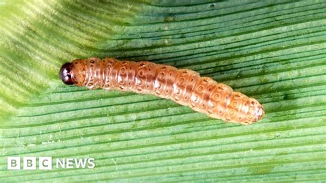 Pests To Eat More Crops In Warmer World Bbc News