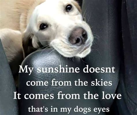 27 Inspirational Dog Quotes About Life And Love Playbarkrun