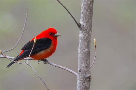10 Types Of Songbird Migrations Lyric Wild Bird Food