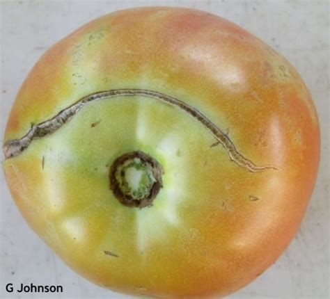 Fruit Cracking In Tomato Weekly Crop Update