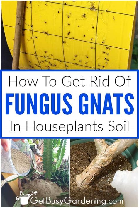I have sand as growing media in some of my pots and they never get infested. How To Get Rid Of Fungus Gnats In Houseplants Soil - Get ...