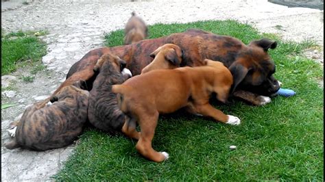 Boxer Puppies Playing With His Mother Youtube
