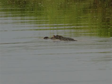 South Carolina Alligator Hunting
