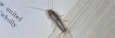 What is this giant bug?? Why do I always find these silver bugs crawling inside of ...