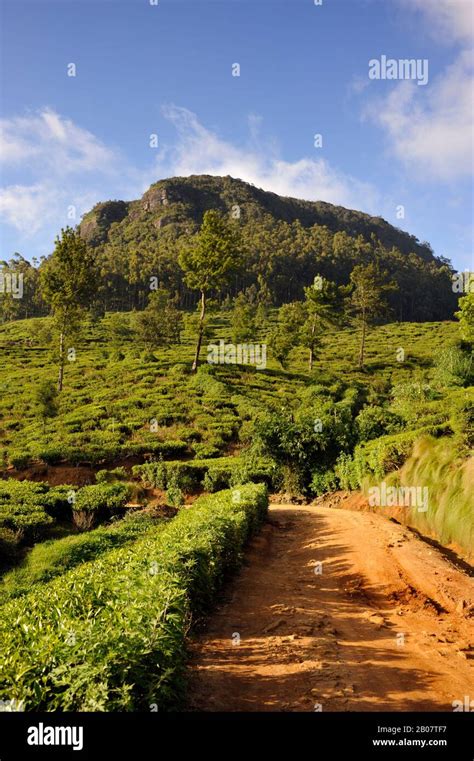 Sri Lanka Nuwara Eliya Tea Plantation Rural Road And Mt Pedro The
