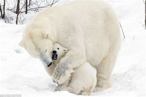Adorable Polar Bear Cub Plays With Mother In Finland Daily Mail Online