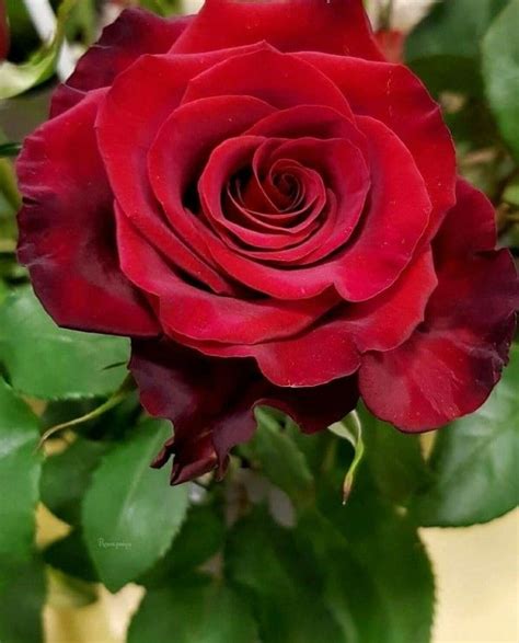Most Beautiful Red Rose 🌹🌹 Rose Rosse Rose