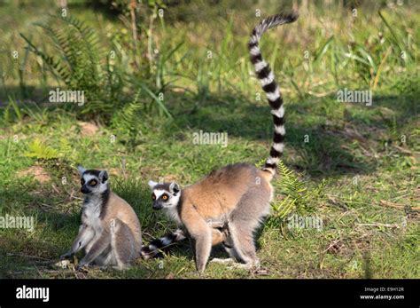Two Ring Tailed Lemurs In Madagascar Stock Photo Alamy