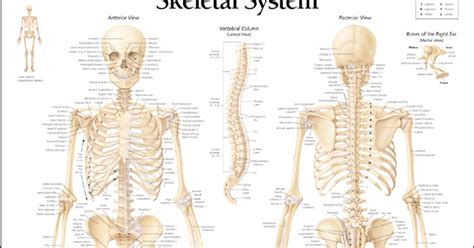 Without an immune system, our bodies would be our white blood cells are stored in different places in the body, which are referred to as lymphoid organs. HUMAN BODY SYSTEM: Human Skeleton System and Its Different ...