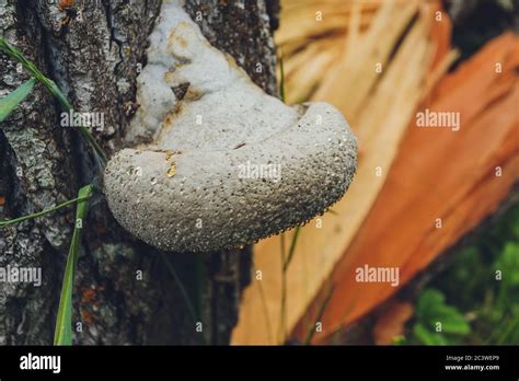 Close Up Of A Pair Of Polyporus Squamosus Mushrooms Growing On A Live