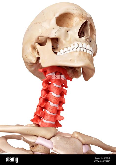 Human Cervical Spine Illustration Stock Photo Alamy