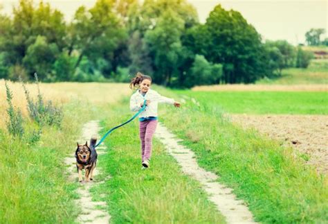 Summer Dog Walking Tips Petmd