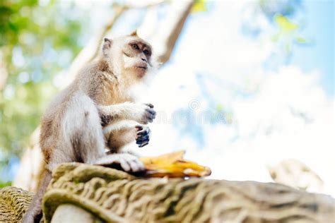 Portrait Of Monkey In Exotic Natural Habitat Stock Image Image Of