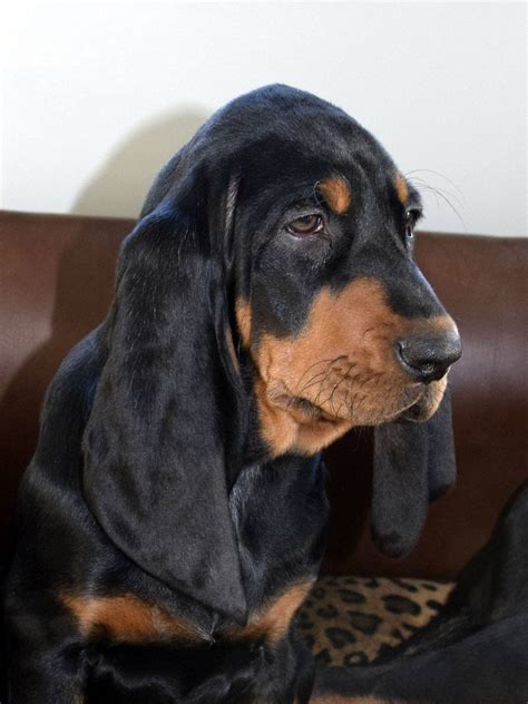 Pin By Becky Krichevsky On Black And Tan Coonhounds Coonhound Black