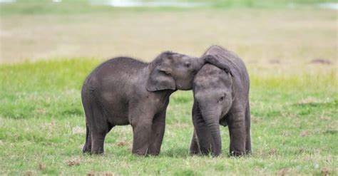 How Much Do Baby Elephants Weigh Az Animals