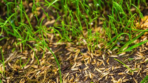 5 must-do's for growing grass in the fall, according to a golf ...