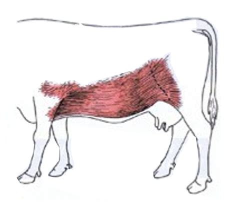Ruminant Git Form And Function Flashcards Quizlet