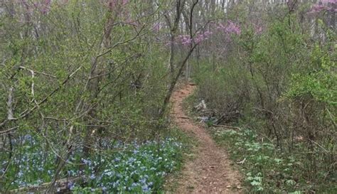 This Easy Wildflower Hike In Pennsylvania Will Transport You Into A Sea