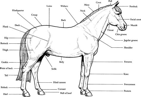 Printable Realistic Horse Coloring Pages