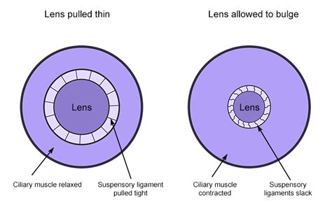 Ciliary Muscles And Suspensory Ligaments Connected To Lens