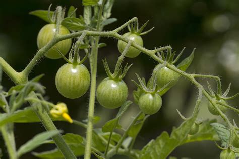 Live baby tomatoes on the vine while you roast 'em for an artisanal touch to this chicken dish. Green Cherry Tomatoes on the Vine Photograph by Kathy Clark