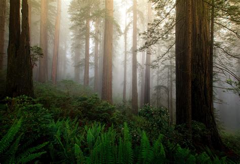 Mystic forest - Outdoor Photographer