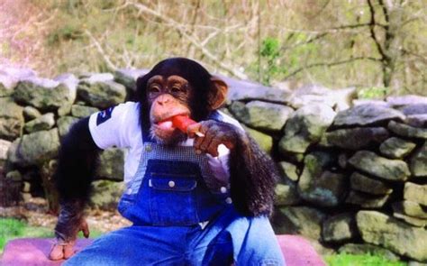 Sandy Herold Owner Of Chimp Who Mauled Friend In Stamford Dies Of A Ruptured Aortic Aneurysm