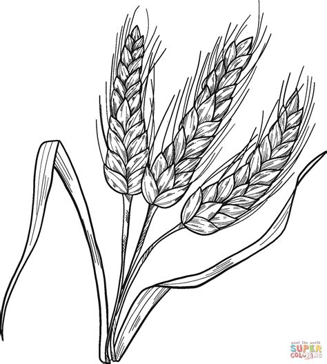 Wheat Coloring Page Free Printable Coloring Pages
