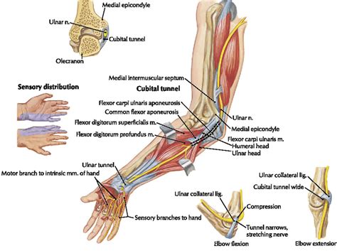 Ulnar Neuropathy Causes Symptoms Diagnosis Treatment And Exercises