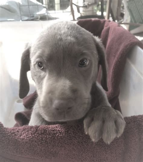 Labrador Retriever Puppies For Sale Houston Tx 315009