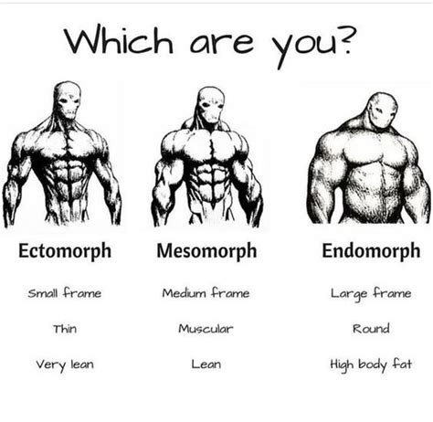 Types Of Fit Body Which Are You From These Body Types Ectomorph