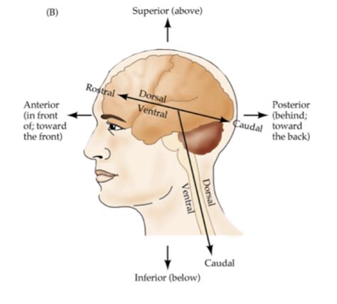 NB 1 Översikt centrala nervsystemets anatomi och funktion