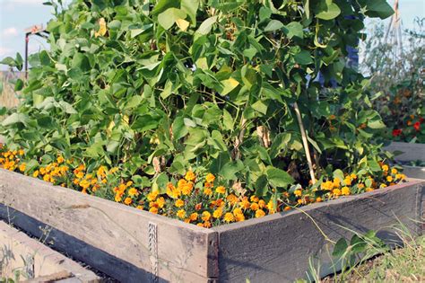 Check spelling or type a new query. Companion planting with marigolds