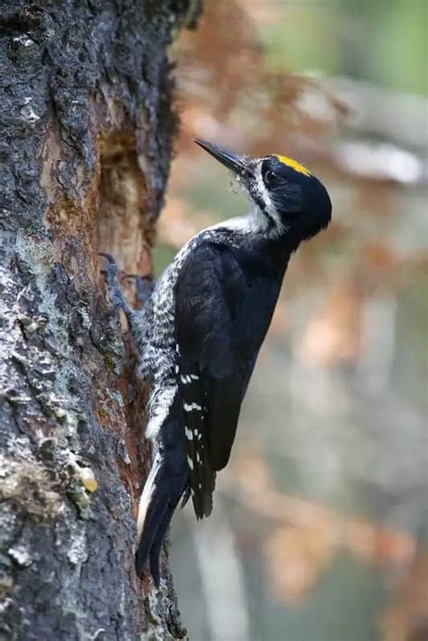 Woodpeckers Of Idaho 7 Species With Pictures Wild Bird World