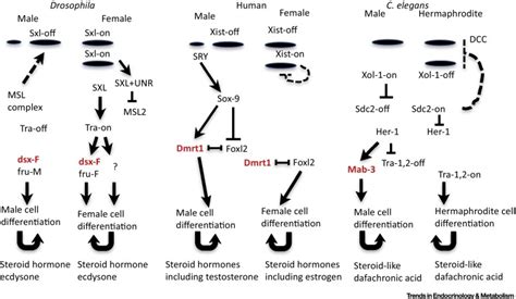 sex specific gene expression and life span regulation trends in endocrinology and metabolism x mol